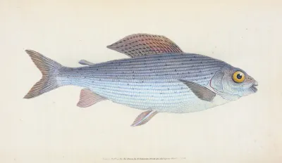 Grayling Salmo Thymallus