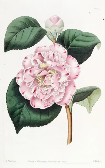 Grays Invincible Camellia