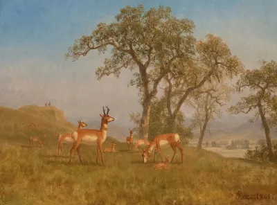 Grazing Antelope