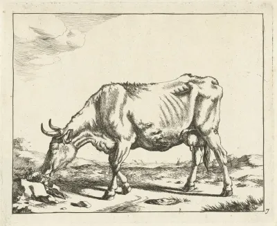 Grazing Cow 4