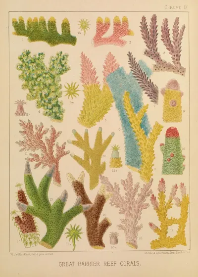 Great Barrier Reef Corals Iii
