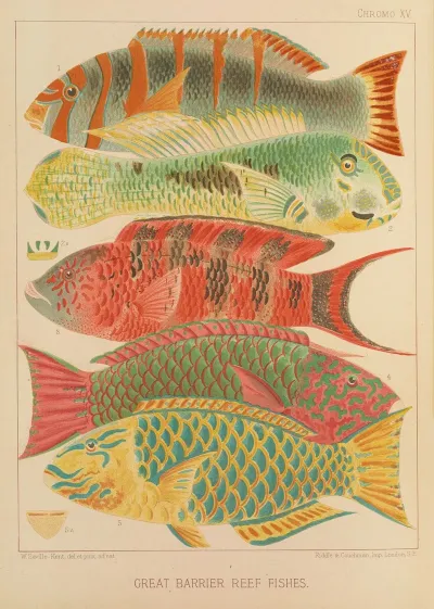 Great Barrier Reef Fishes