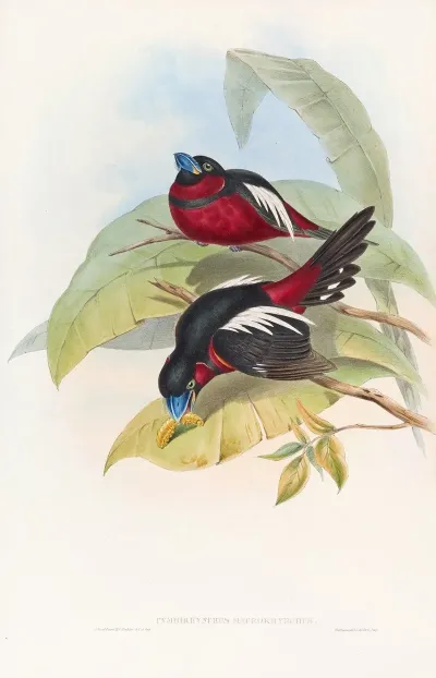 Great Billed Eurylaime