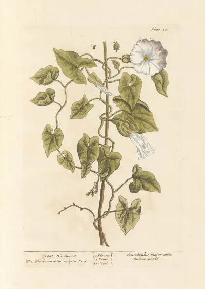 Great Bindweed