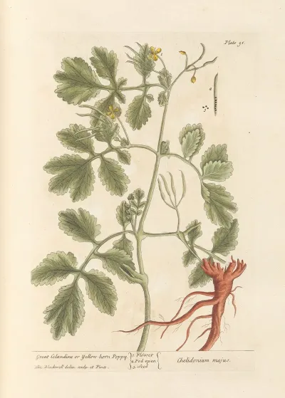 Great Celandine Or Yellow Horn Poppy