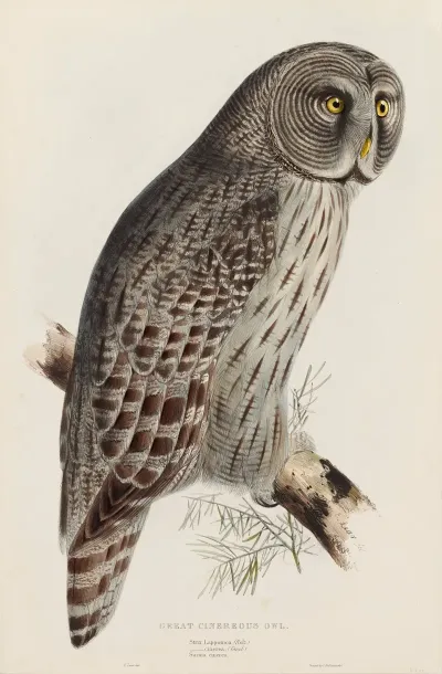 Great Cinereous Owl 2
