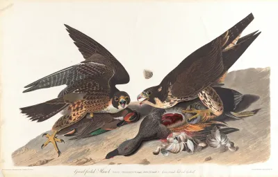 Great Footed Hawk 2