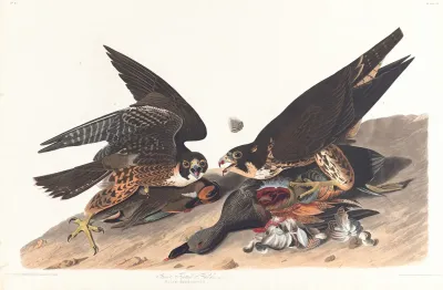 Great Footed Hawk