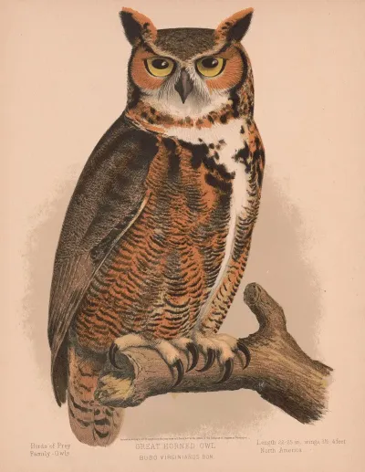Great Horned Owl Bubo Virginianus Bon