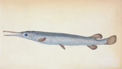Great Or Bony Gar Fish Esox Osseus