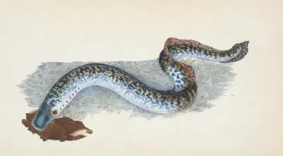 Great Or Sea Lamprey Petromyzon Marinus