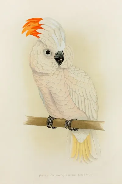 Great Salmon Crested Cockatoo