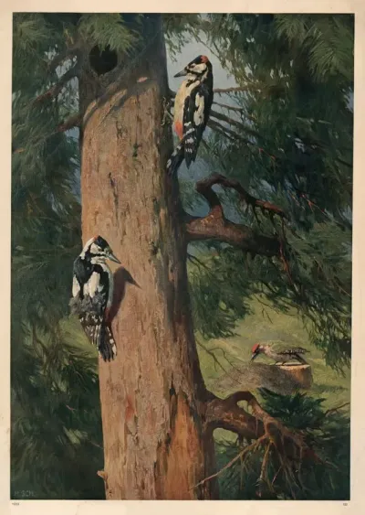 Great Spotted Woodpecker And Green Woodpecker