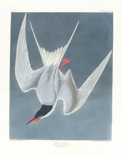Great Tern