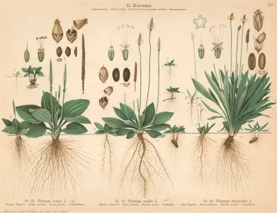 Greater Platain Hoary Platain