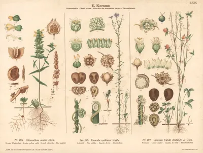 Greater Yellow Rattle Flax Doder Clover Dodder