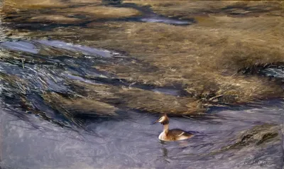 Grebe