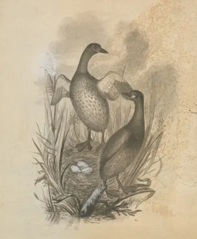 Grebes