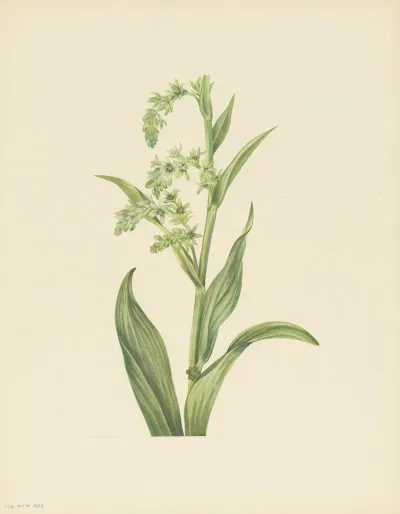 Green Bearcabbage Veratrum Viride 2