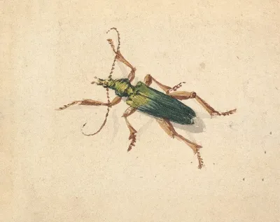Green Beetle With Brown Legs