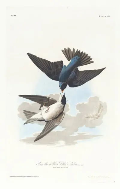 Green Blue Or White Bellied Swallow