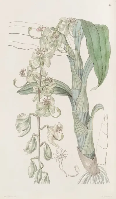 Green Egertonian Swan Neck