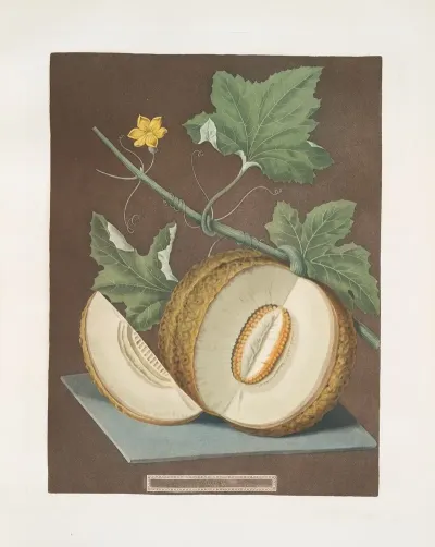 Green Flesh Or Candia Melon