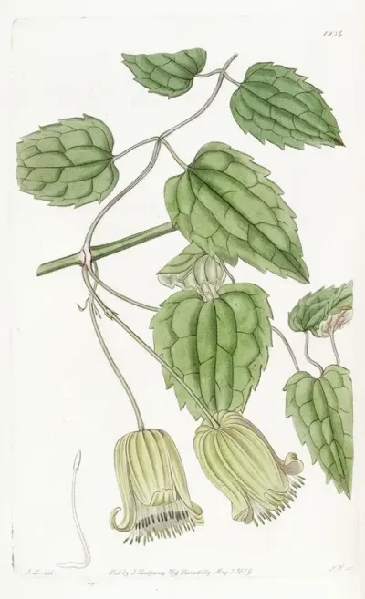 Green Flowered Clematis