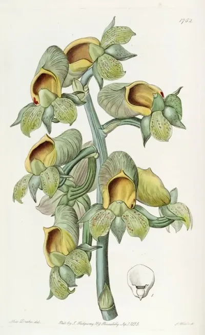 Green Flowered Cowlwort