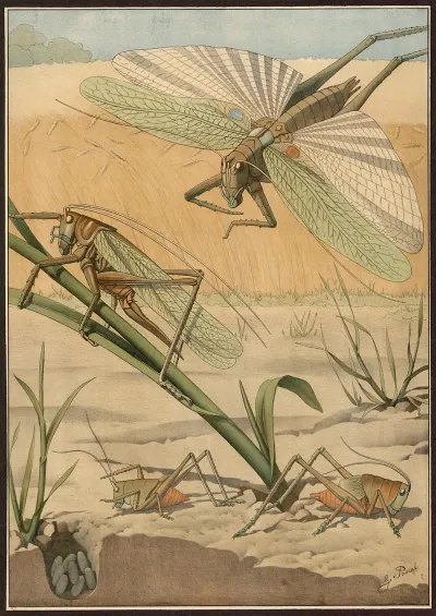 Green Grasshopper Omocestus Viridulus