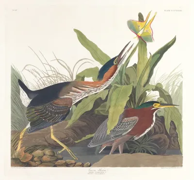 Green Heron 3