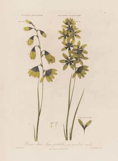 Green Ixia Ixia Spectabilis Seu Maculata Viridis