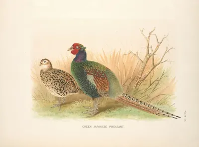 Green Japanese Pheasant Phasianus Versicolor