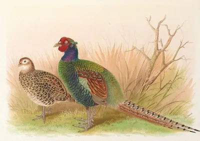 Green Japanese Pheasant