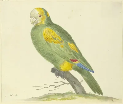 Green Parrot