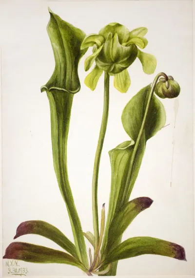 Green Pitcherplant Sarracenia Orephila