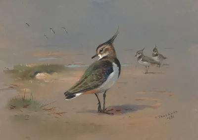 Green Plovers
