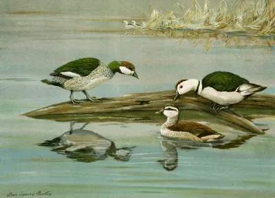 Green Pygmy Goose Indian Pygmy Goose