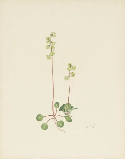 Green Pyrola Pyrola Chlorantha 3