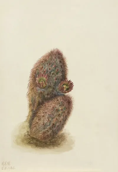 Green Strawberry Cactus Echinocereus Viridiflorus 2