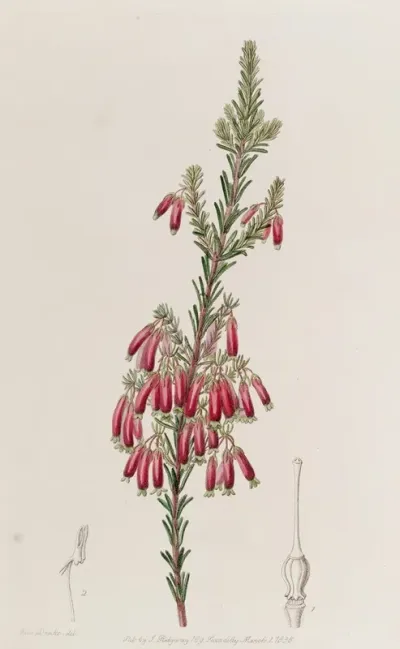 Green Tipped Heath
