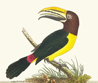 Green Toucan