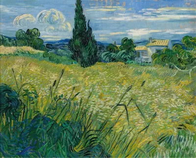 Green Wheat Field With Cypress