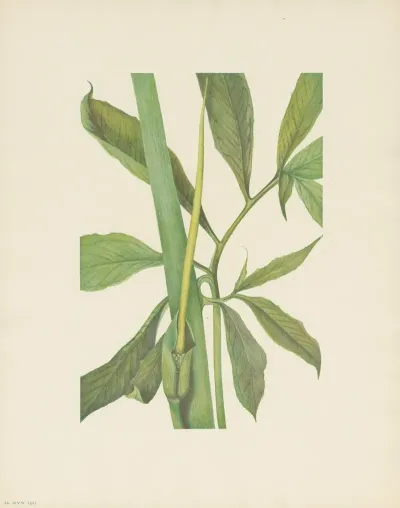 Greendragon Arisaema Dracontium 3