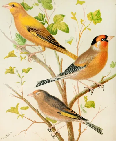 Greenfinch And Linnet Bullfinch And Goldfinch Greenfitch And Canary Mule