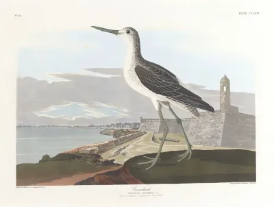 Greenshank