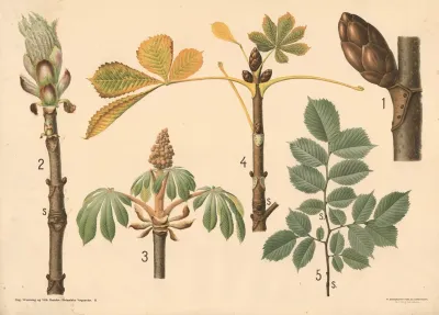 Grene Og Blade Af Kastanie Og Elmetrae