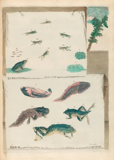 Grenouilles 2