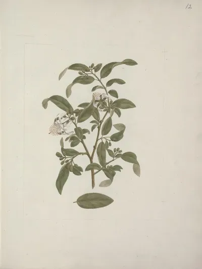 Grewia Ferruginea A Rich