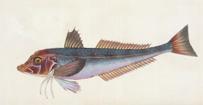 Grey Gurnard Trigla Gurnardus
